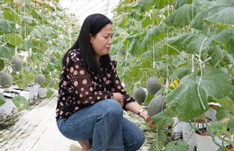 DƯa lưới.jpg