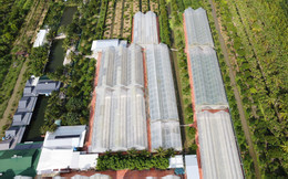 DƯa lưới 4.jpg