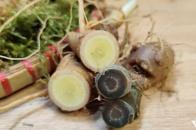 Giữ 'vàng' trong đất, tạo sinh kế xanh cho người Mông, Dao... ở đại ngàn Tây Bắc