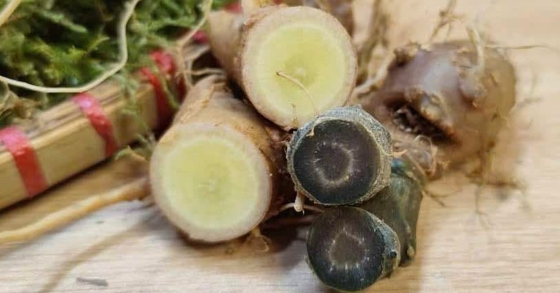 Giữ 'vàng' trong đất, tạo sinh kế xanh cho người Mông, Dao... ở đại ngàn Tây Bắc