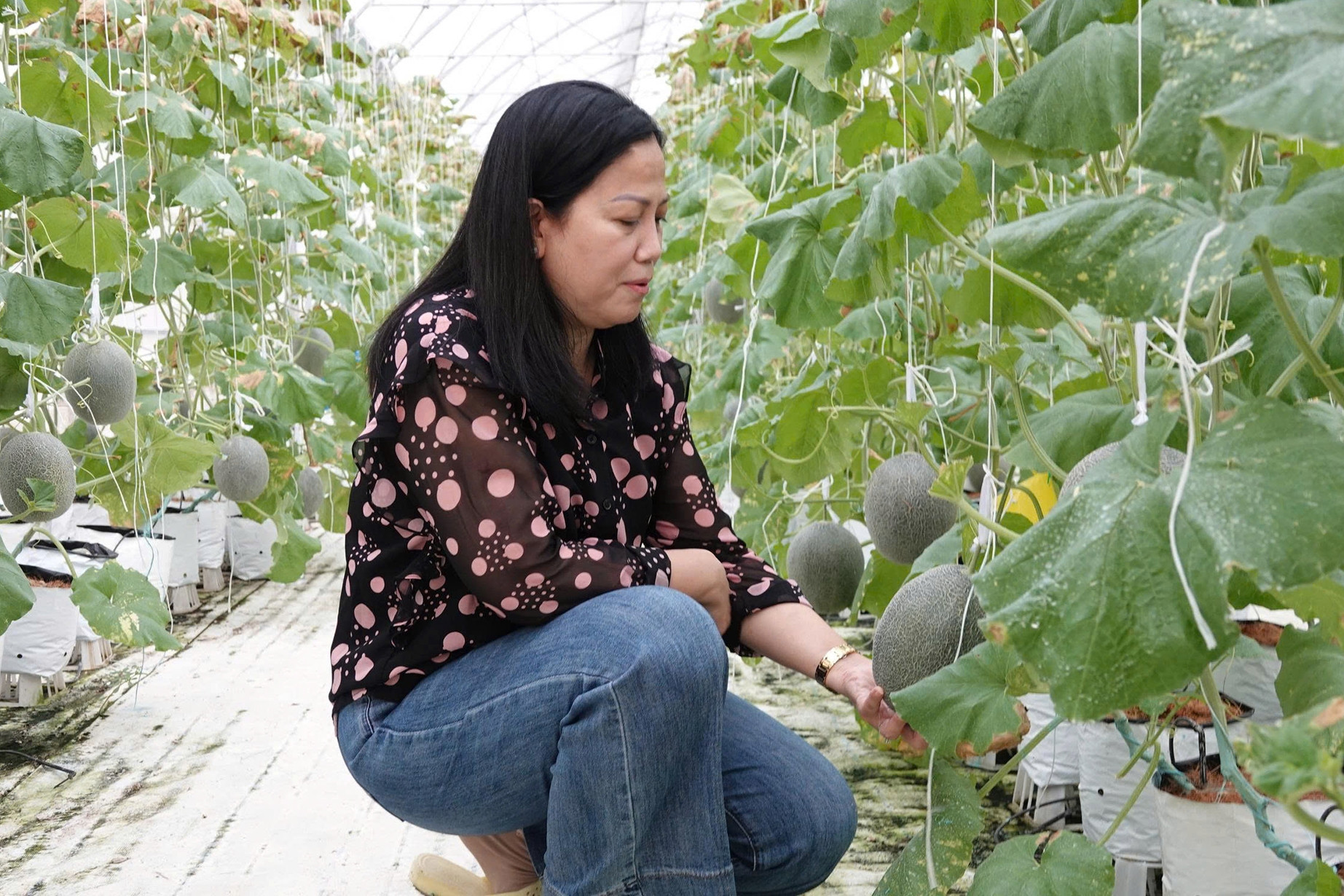Mê trái dưa ở siêu thị, người phụ nữ Cần Thơ gây dựng trang trại xanh 13.000m²