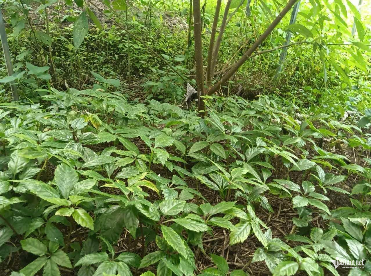 W-Sam duoi tan rung.jpg