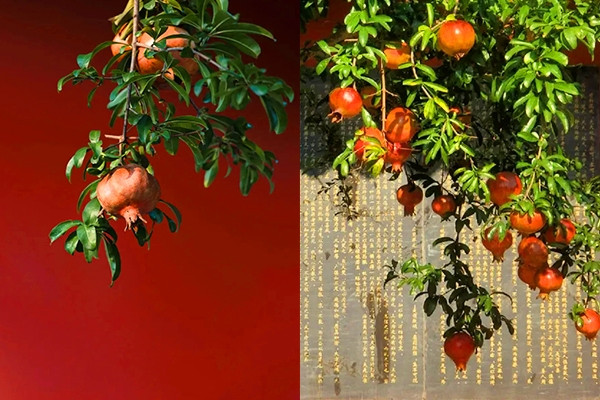 Lựu chín đỏ rực trên cây trăm tuổi gây sốt mạng, du khách ùn ùn đến check-in