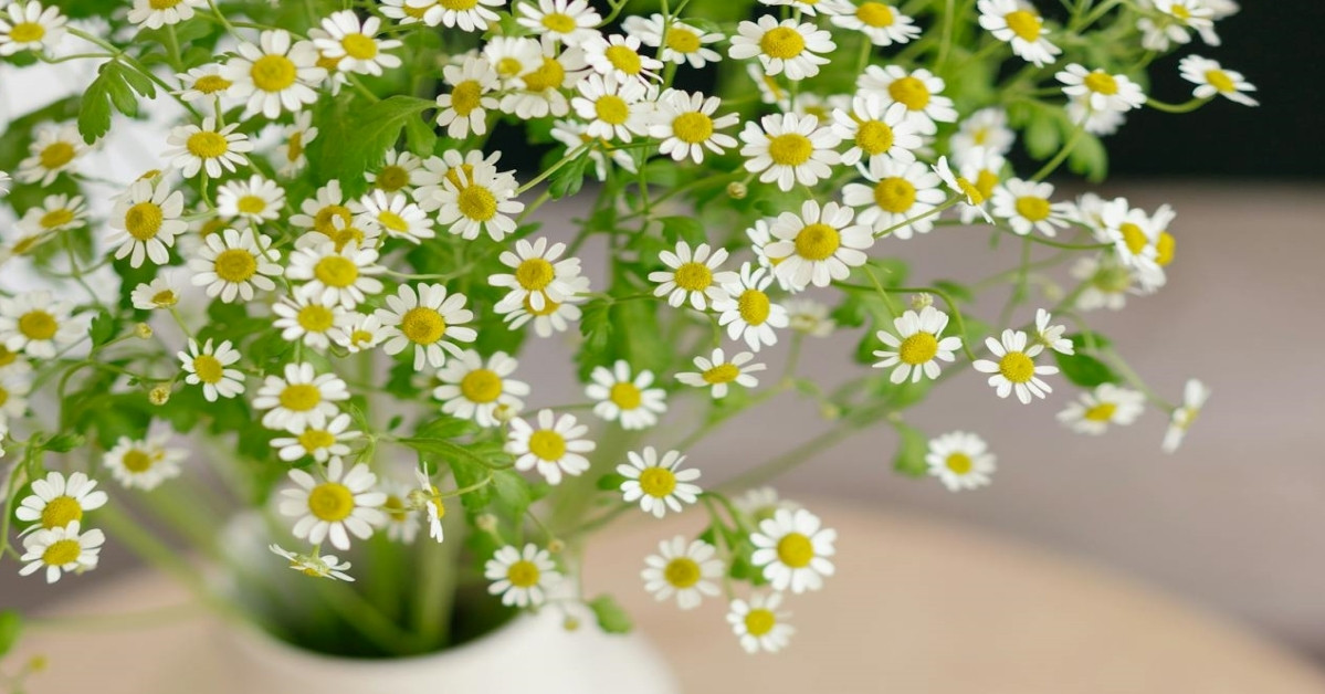 Lời chúc ngày 20/10 hay, ý nghĩa dành cho đồng nghiệp năm 2025