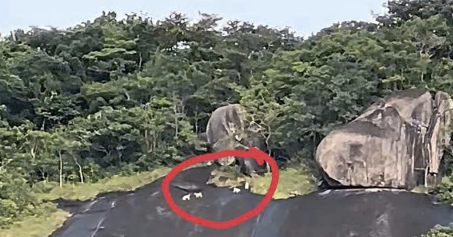 Bất ngờ với kết quả xác minh nghi vấn ‘khỉ trắng’ xuất hiện trên đảo Hòn Sơn