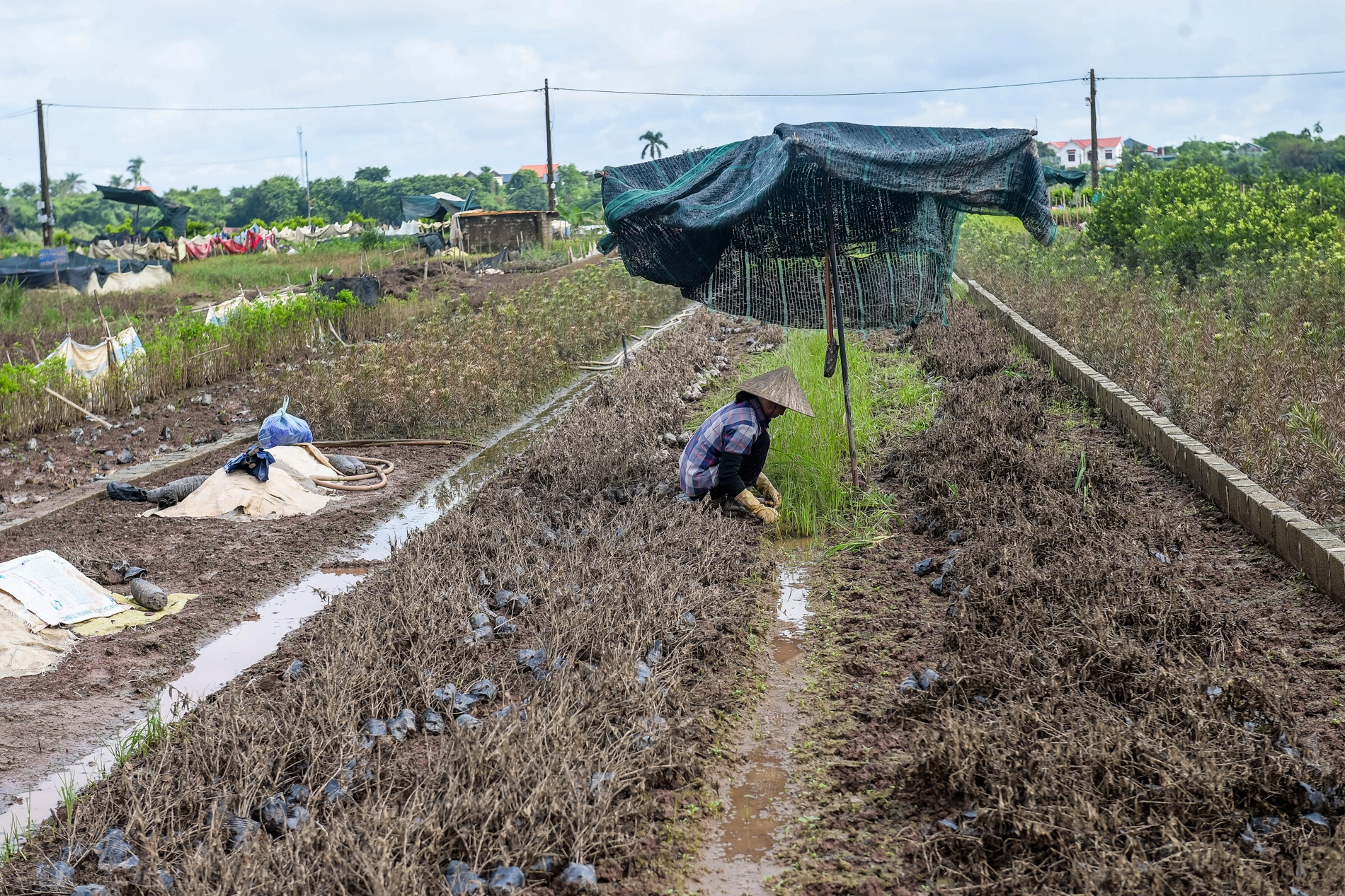 Sau lũ, thủ phủ cây cảnh lớn nhất Ninh Bình hồi sinh để kịp vụ Tết