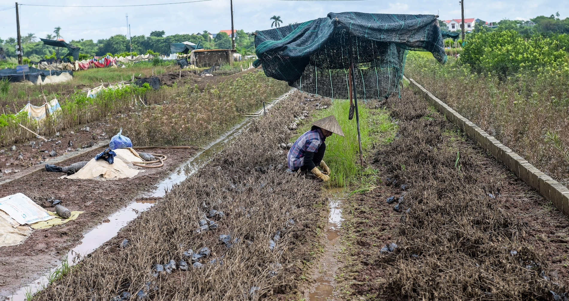 Sau lũ, thủ phủ cây cảnh lớn nhất Binh Bình hồi sinh để kịp vụ Tết