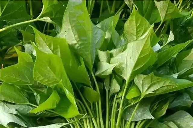 Tác dụng của rau lang với huyết áp