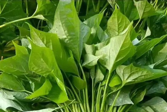 Tác dụng của rau lang với huyết áp