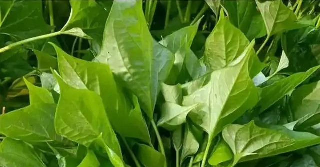 Tác dụng của rau lang với huyết áp