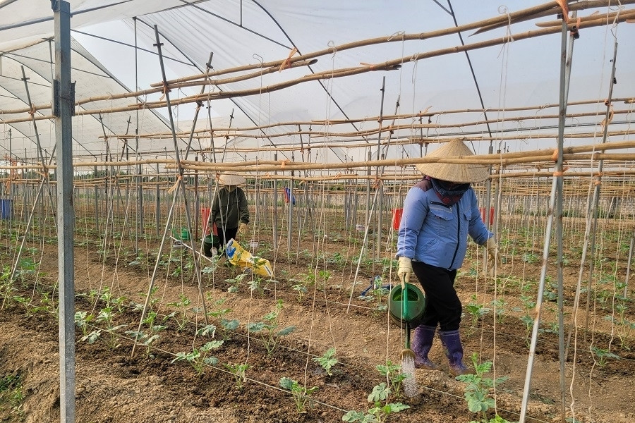 Tân Dương hiện thực hóa mục tiêu xây dựng nông thôn mới nâng cao