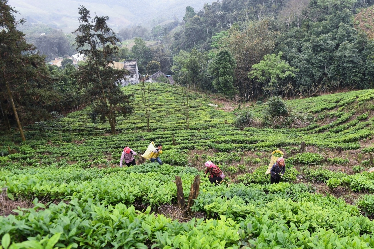 Tích hợp 3 chương trình mục tiêu quốc gia, tránh trùng lặp