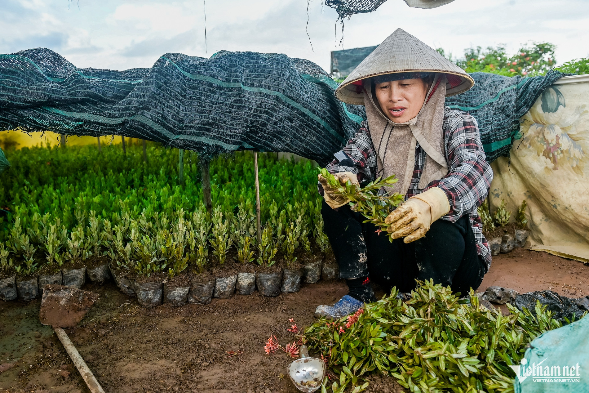 W-Vị khê cây cảnh_4.jpg