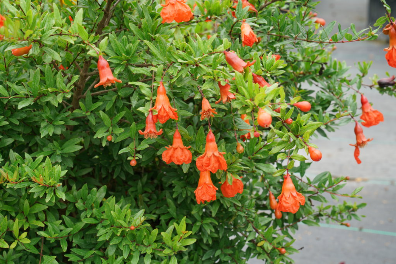 3 cách chọn cây trồng cân bằng âm - dương để thu hút sinh khí và tài lộc trong nhà