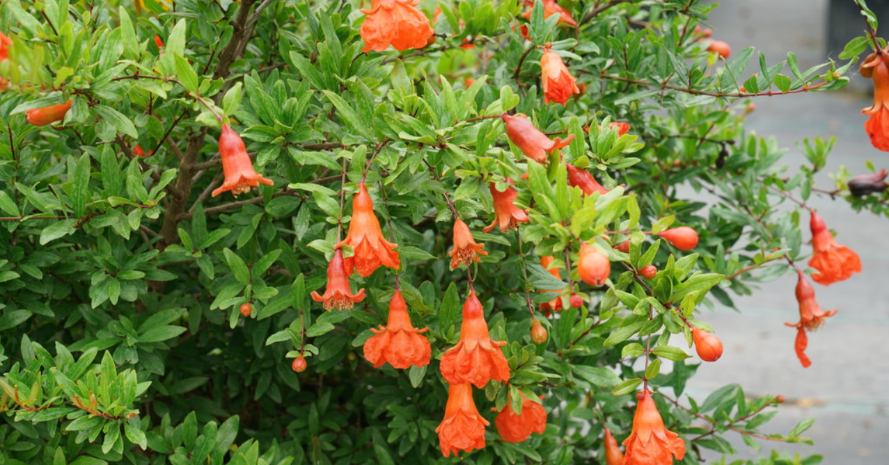 Cách chọn cây trồng cân bằng âm - dương để thu hút sinh khí và tài lộc trong nhà