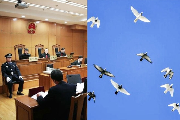 Cựu cục trưởng mê chim bồ câu quý, nhận hối lộ gần 100 con trị giá hàng tỷ đồng