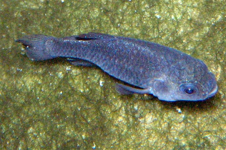 Loài cá quý hiếm nhất hành tinh 'mắc kẹt' trong Thung lũng Chết