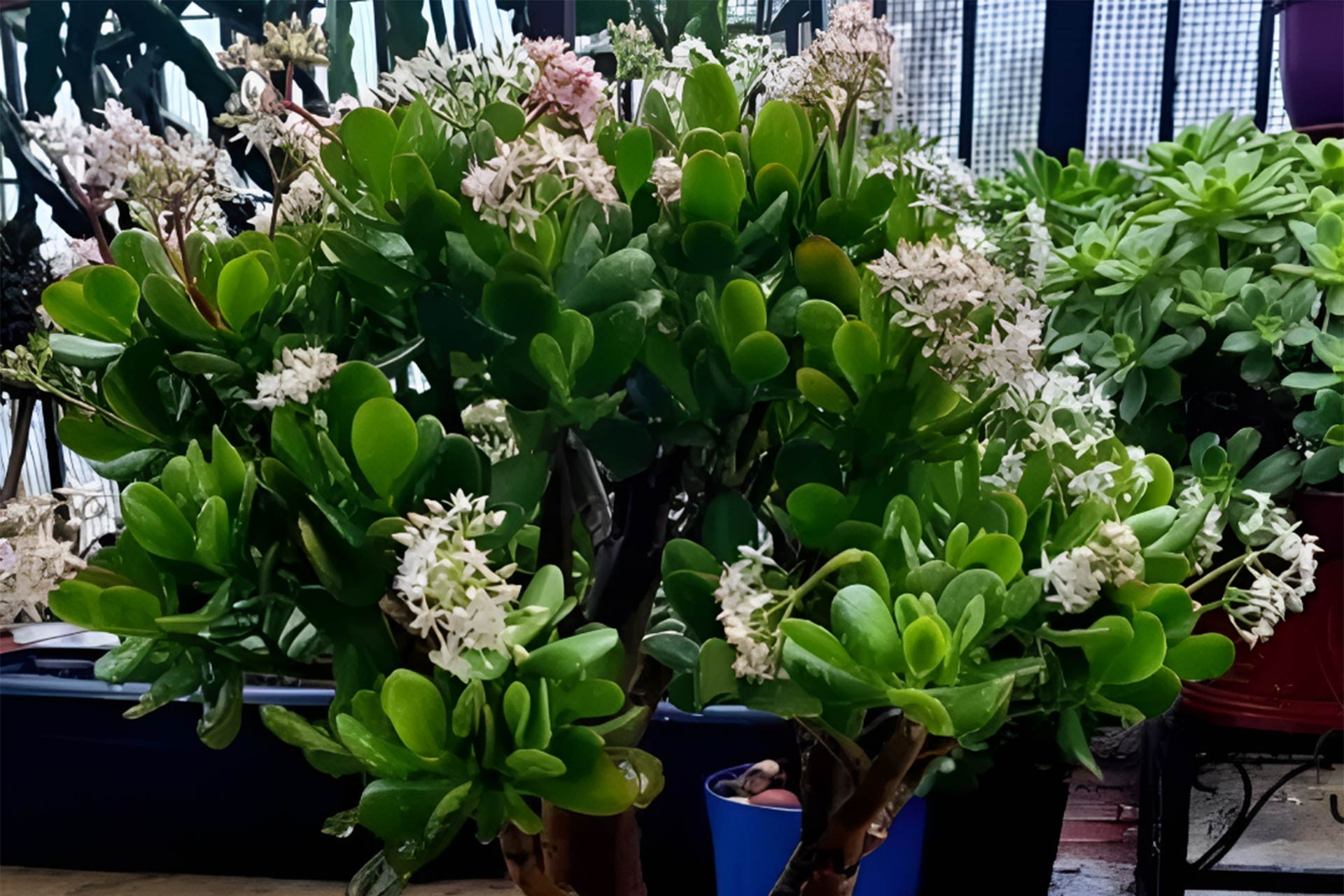 Cách trồng và ý nghĩa phong thủy của cây ngọc bích