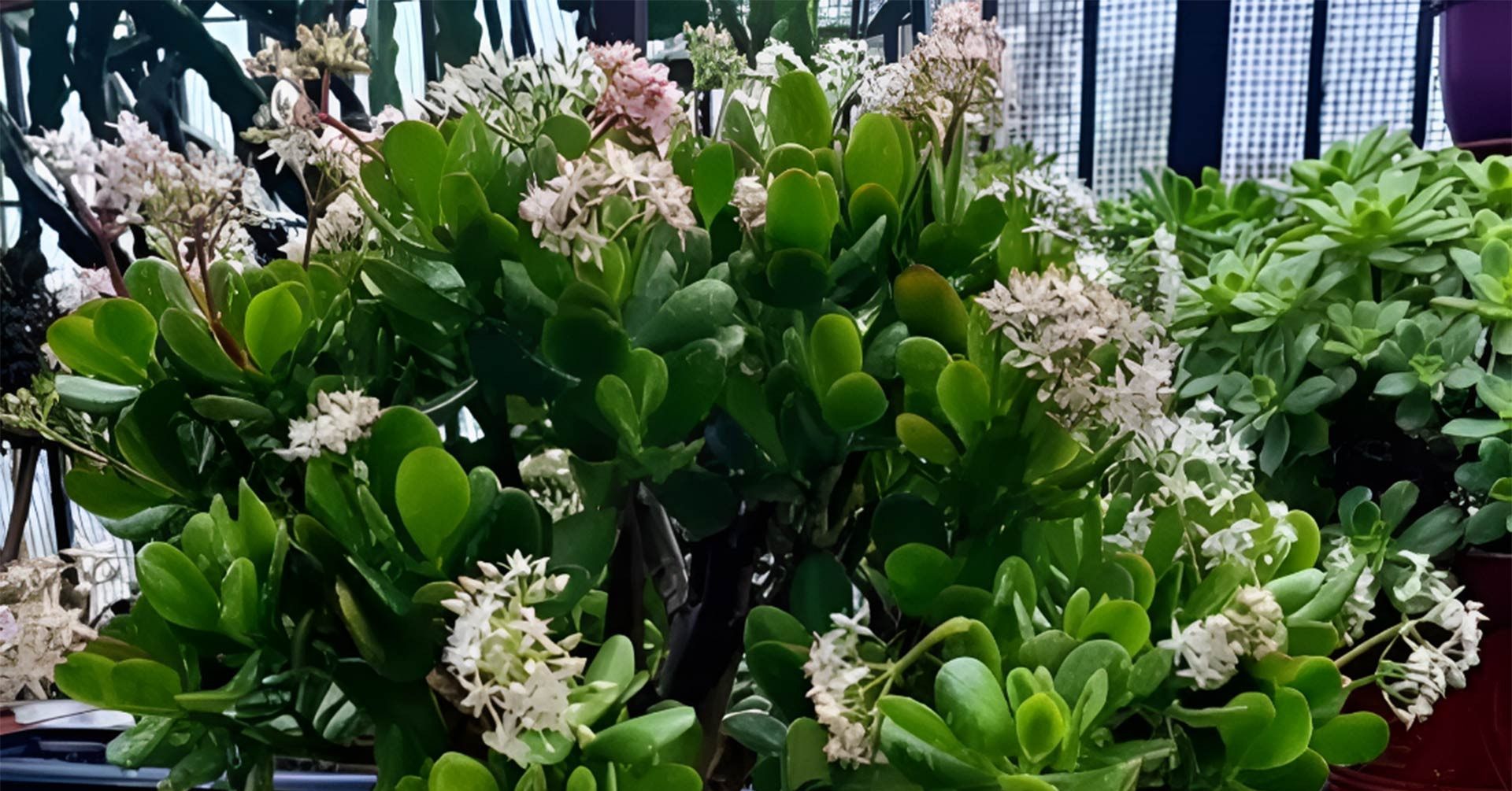 Cách trồng và ý nghĩa phong thủy của cây ngọc bích