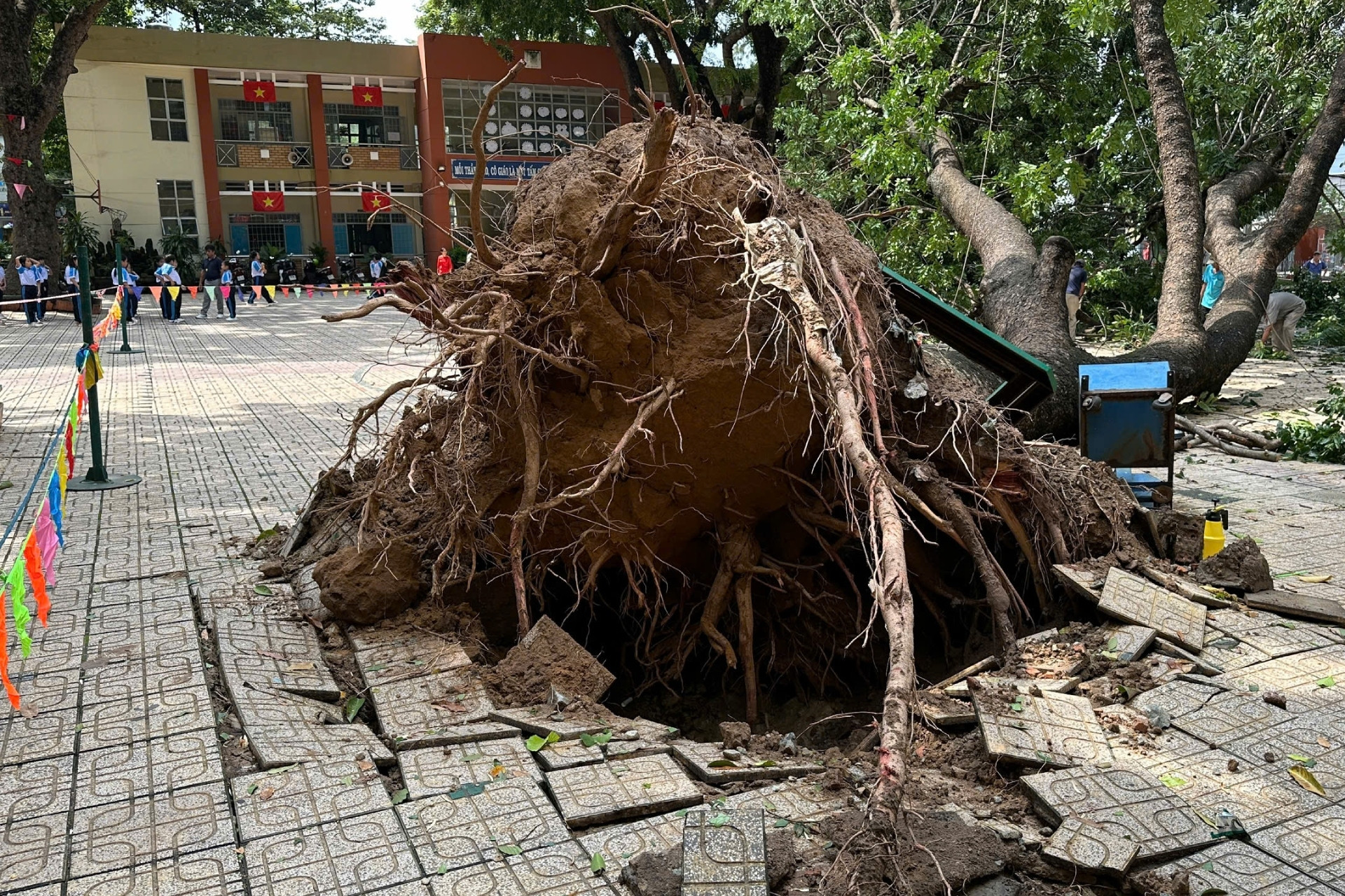 Cây xà cừ hơn 20 năm tuổi đổ giữa sân trường, nhiều phụ huynh lo lắng