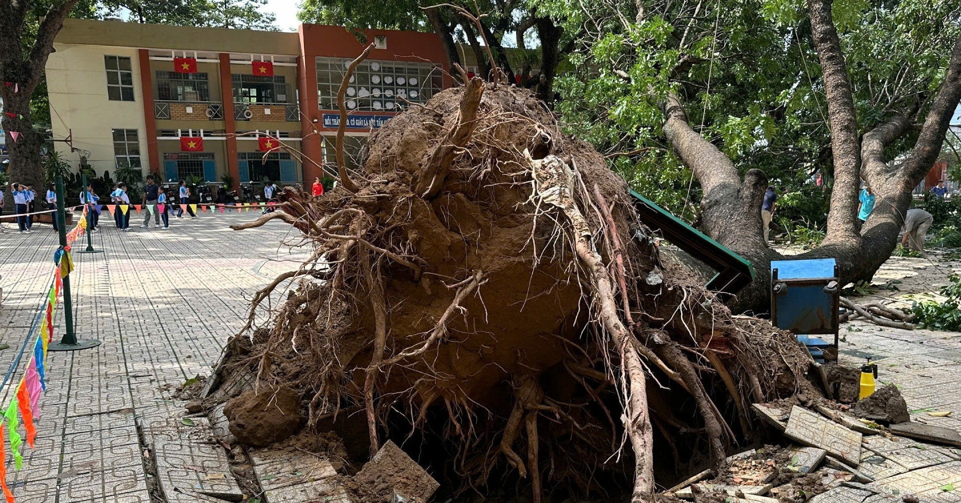 Cây xà cừ hơn 20 năm tuổi đổ giữa sân trường, nhiều phụ huynh lo lắng
