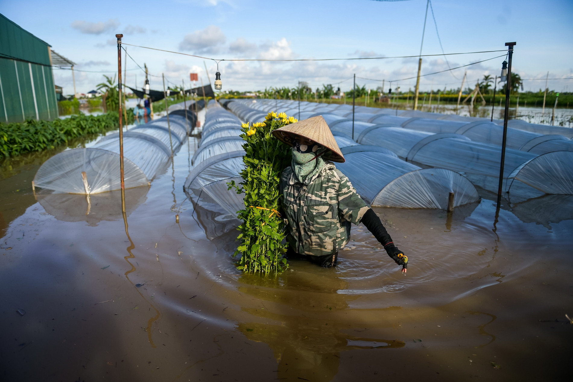 Chạy đua với nước lũ, người dân vựa hoa lớn nhất Ninh Bình cắt bán tháo từng bó