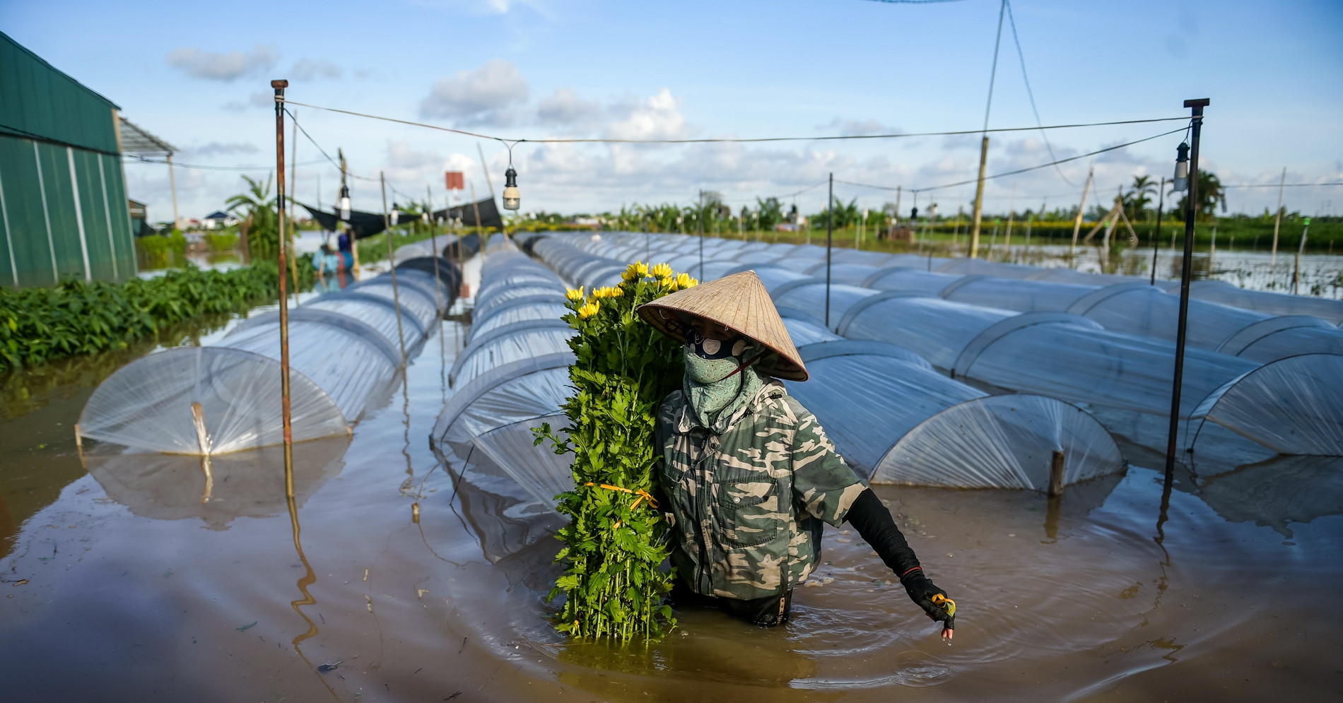 Chạy đua với nước lũ, người dân vựa hoa lớn nhất Ninh Bình cắt bán tháo từng bó