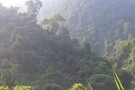 Phát hiện cá thể nghi là Hổ ở Phú Thọ