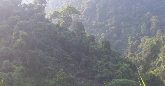 Phát hiện cá thể nghi là Hổ ở Phú Thọ