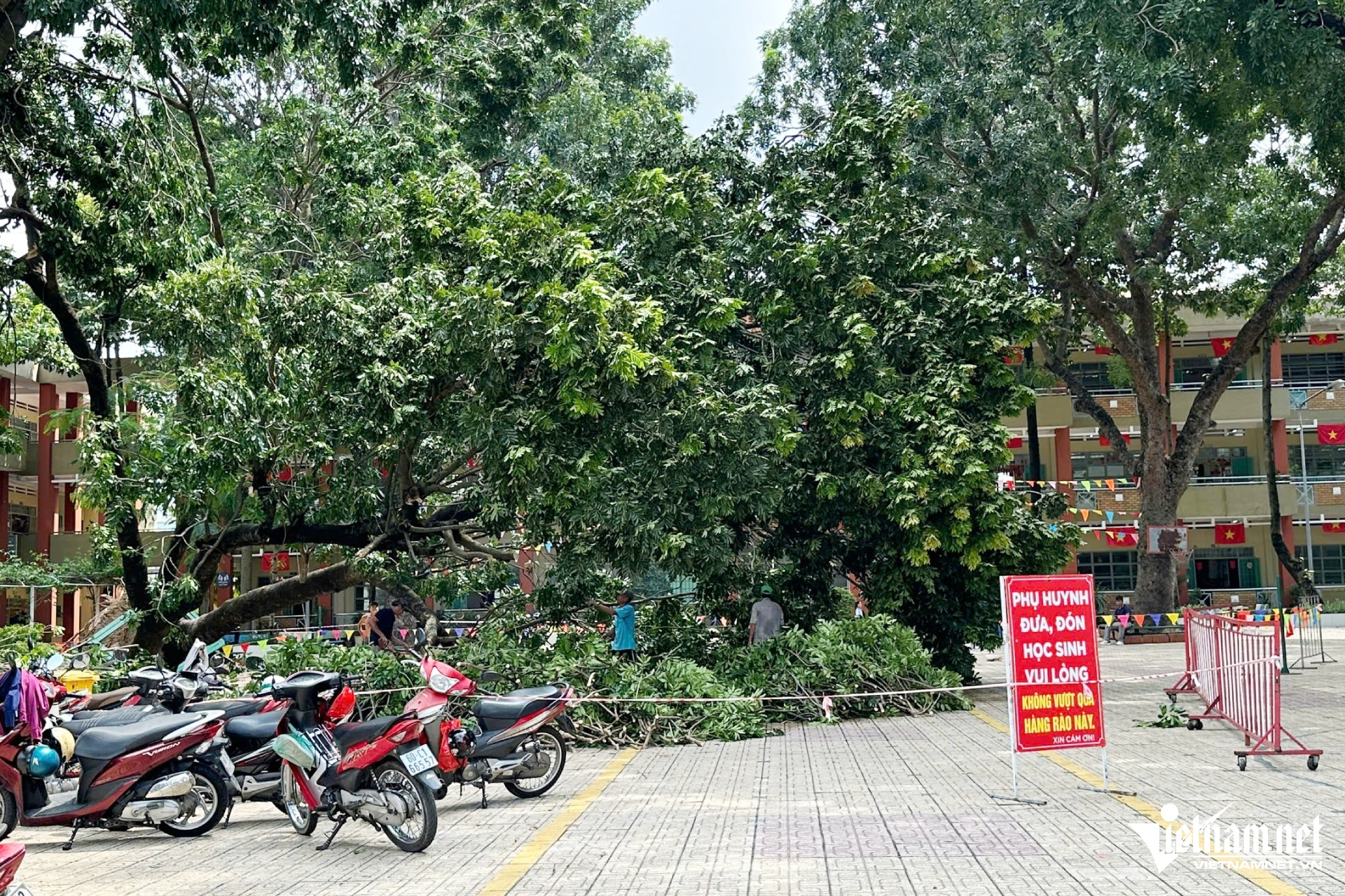 W-corner tree.jpg