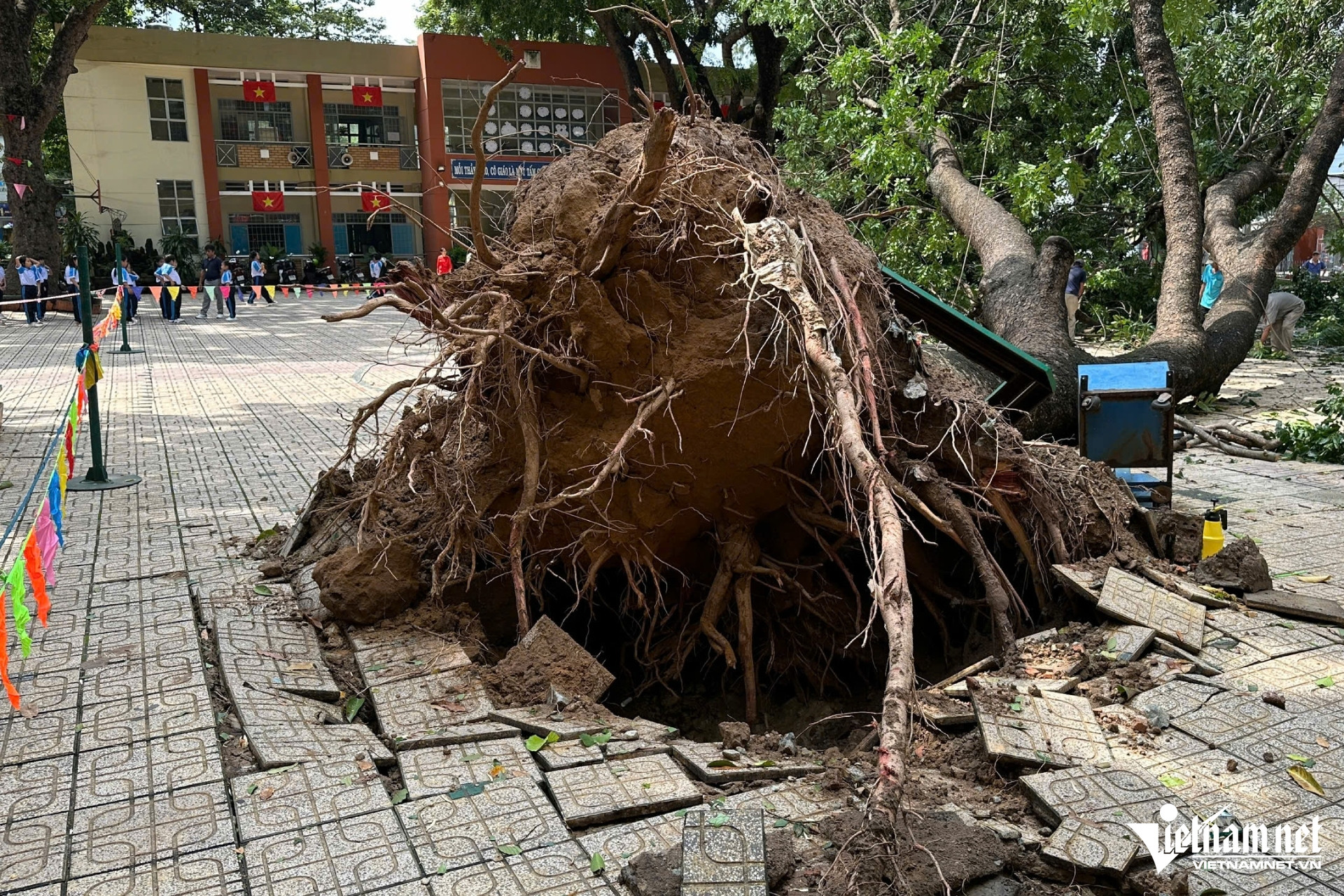 មែកធាង W-root (4).jpg