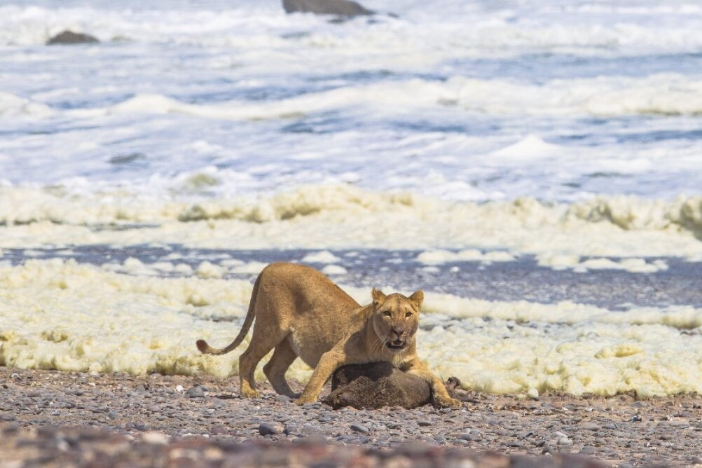 Những con sư tử sa mạc Namibia tìm đường trở lại bờ biển