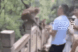 Trêu khỉ hoang trong khu du lịch, du khách nhận kết đắng