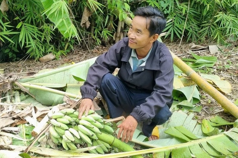 3 con voi rừng phá nát nương rẫy, người dân Lâm Đồng 'đứng ngồi không yên'