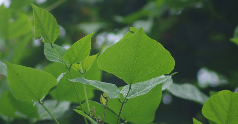 Ăn một loại lá chữa mất ngủ, người đàn ông nhập...