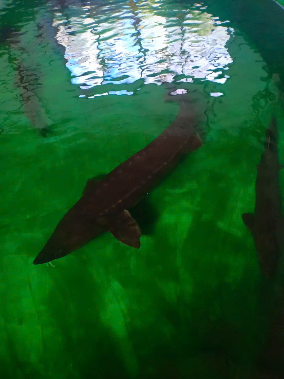 Ảnh cá tầm 1.jpg