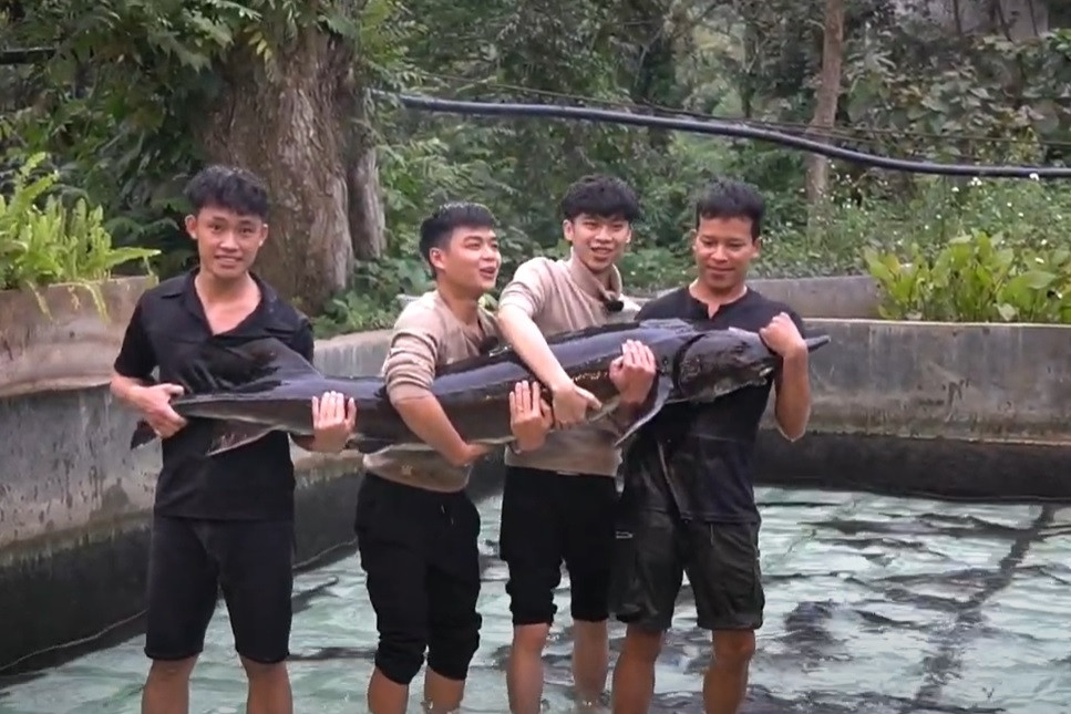 Cá tầm 50kg lớn nhất Lai Châu bán tại Tuần lễ nông sản Việt 2025