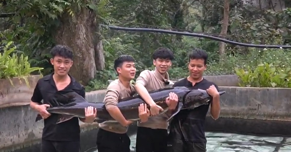 Cá tầm 50kg lớn nhất Lai Châu bán tại Tuần lễ nông sản Việt 2025