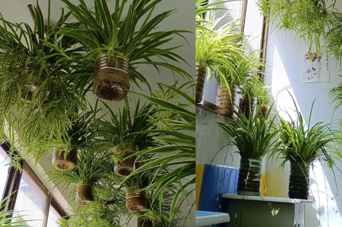 Người mệnh mộc trồng cây này cực hợp, cải thiện vận khí