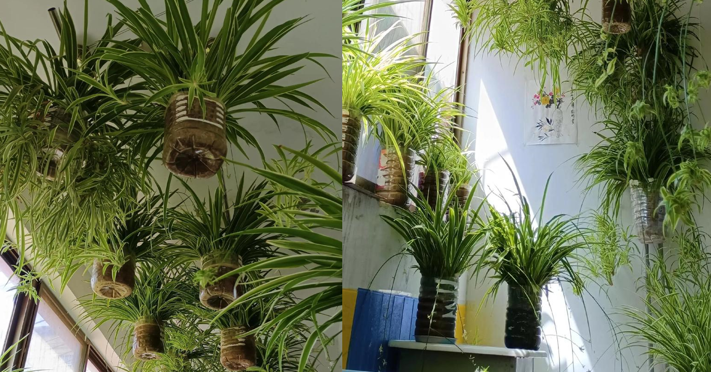 Người mệnh mộc trồng cây này cực hợp, cải thiện vận khí