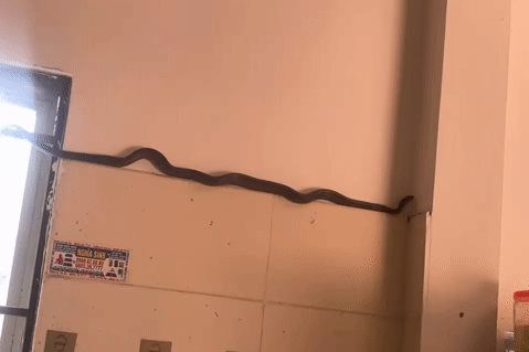 Rắn dài hơn 1m bò trong bếp ở Phú Thọ, chủ nhà có quyết định bất ngờ