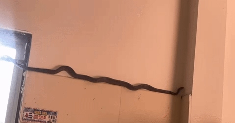 Rắn dài hơn 1m bò trong bếp ở Phú Thọ, chủ nhà có quyết định bất ngờ