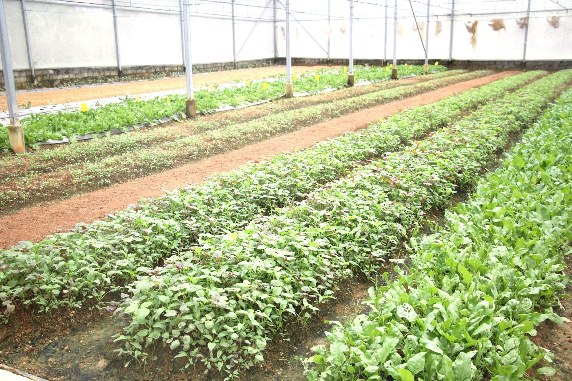 Vườn chuẩn ở Nghệ An: Bước tiến xanh trong nông thôn mới