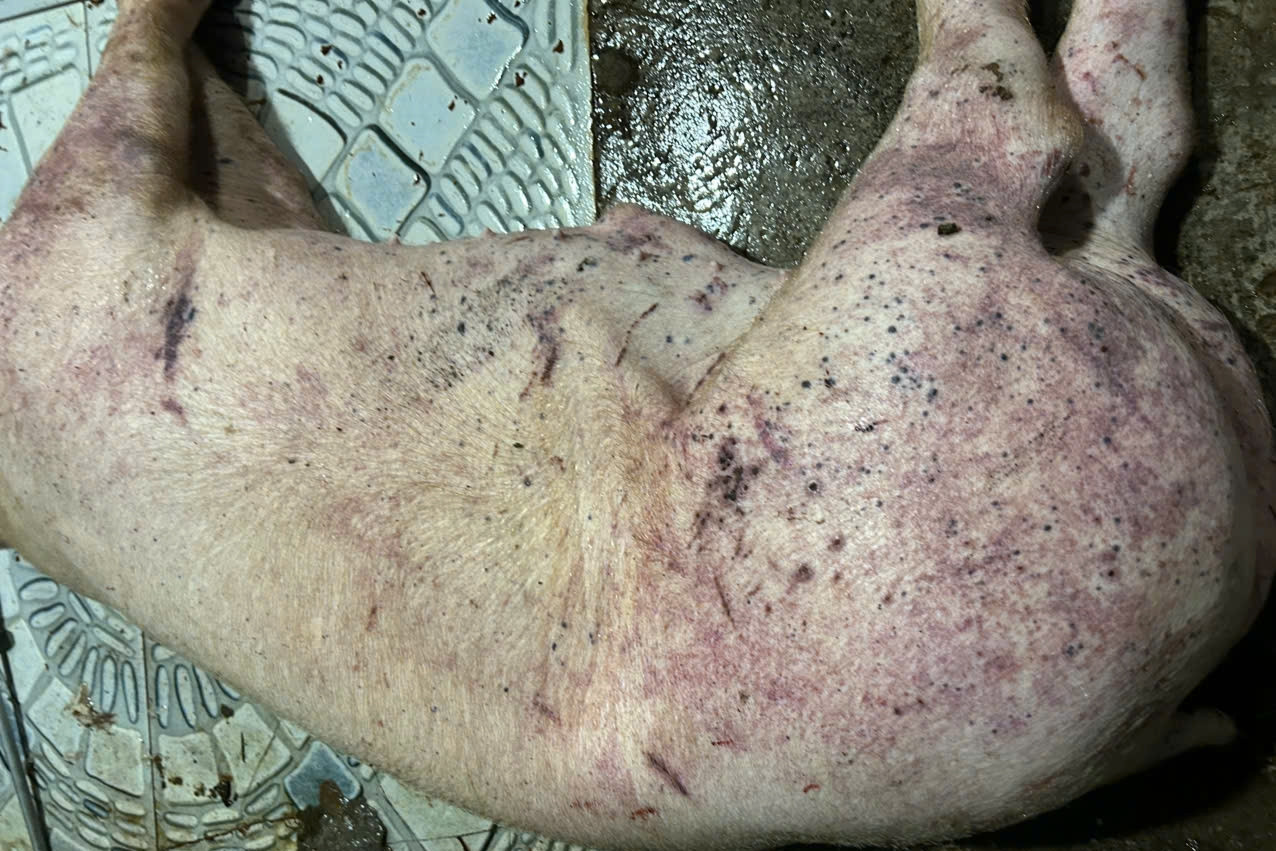 Bản tin cuối ngày 22/10: Hà Nội triệt phá đường dây tiêu thụ thịt nhiễm dịch tả