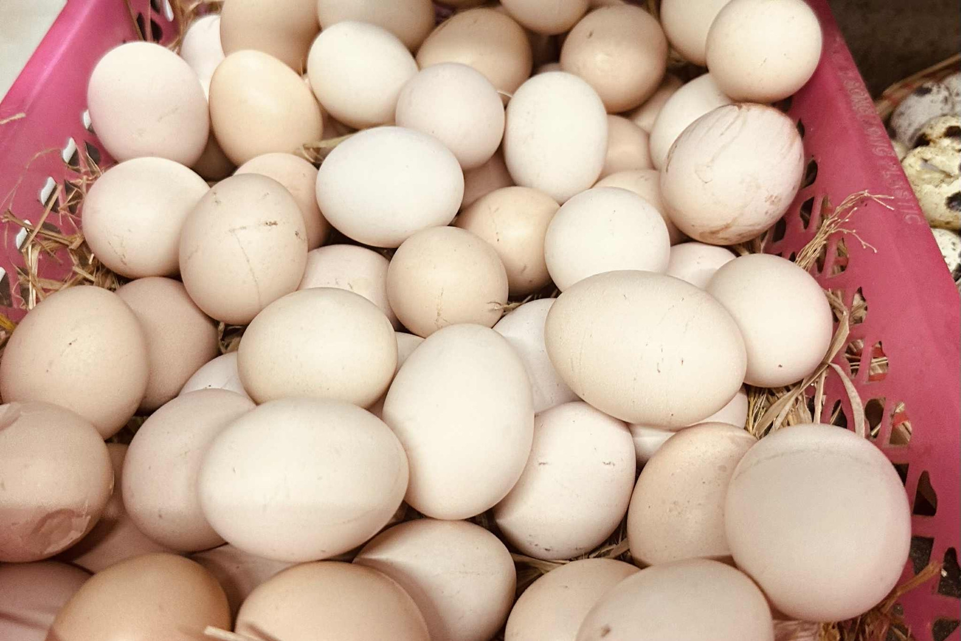 Ăn trứng hằng ngày có làm tăng mỡ máu không?