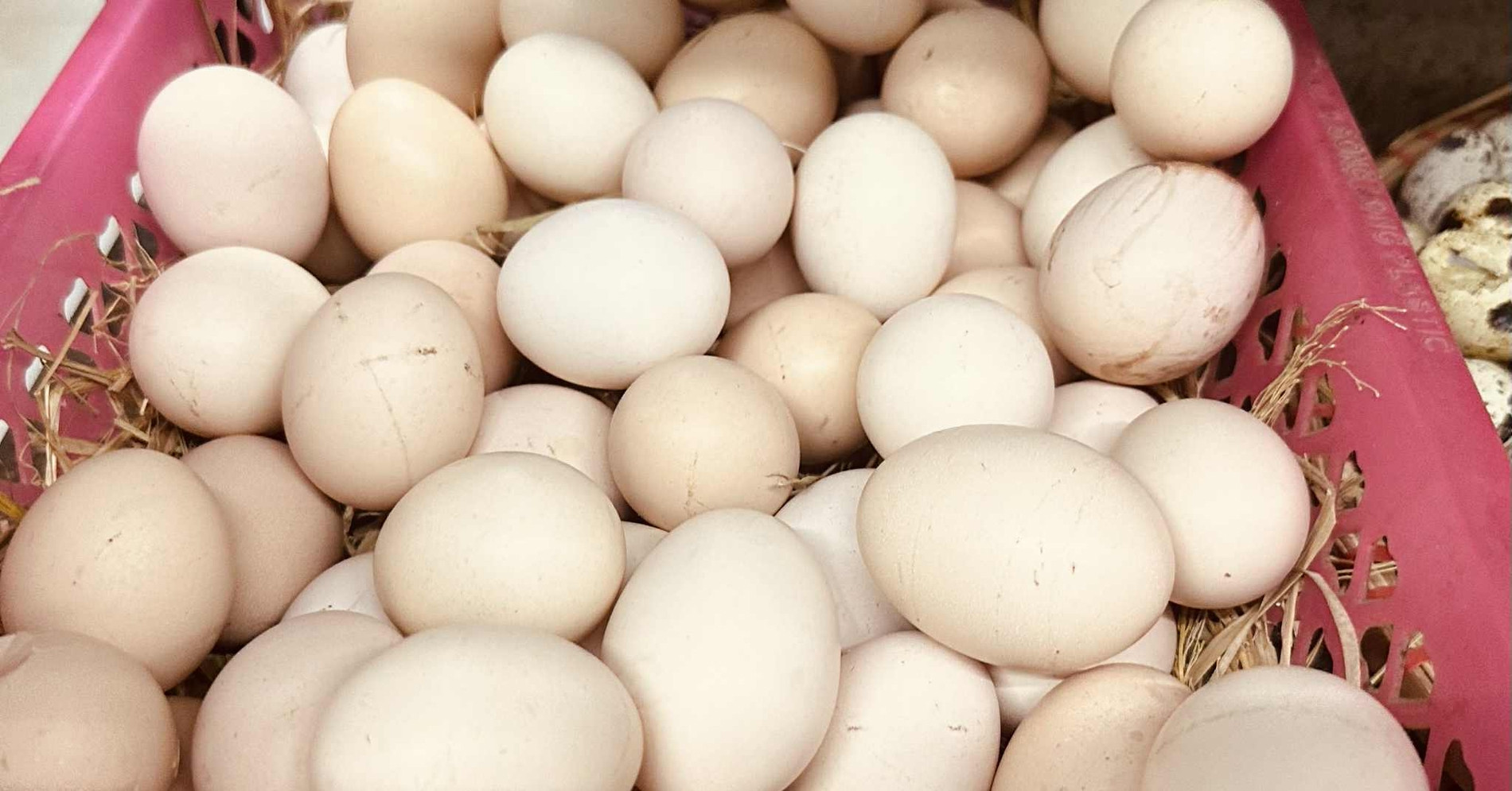 Ăn trứng hằng ngày có làm tăng mỡ máu không?