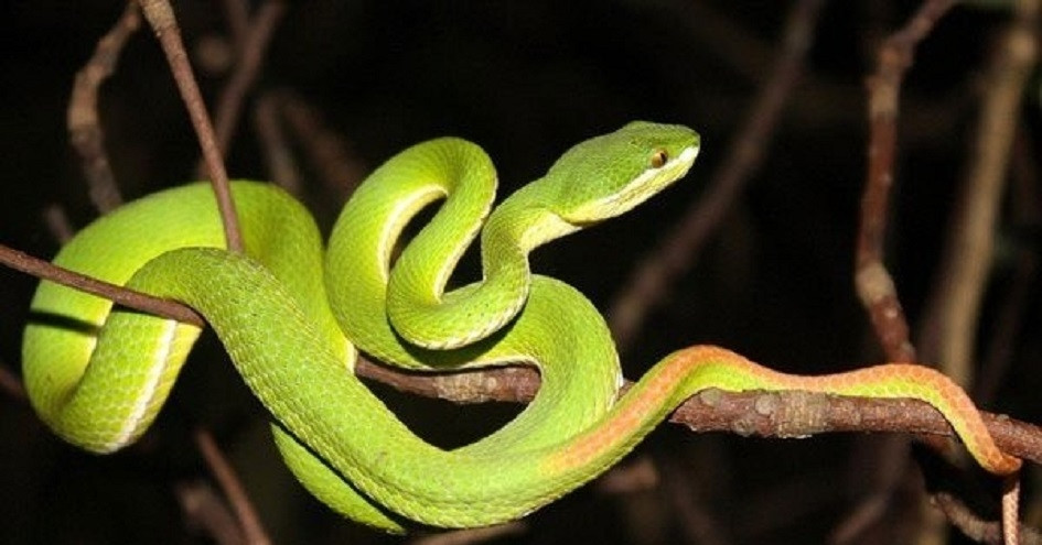 Cấp cứu người đàn ông bị rắn lục đuôi đỏ vào nhà tấn công