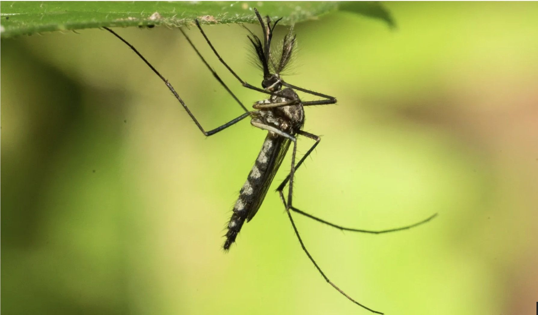 Con muỗi. Ảnh: BBC