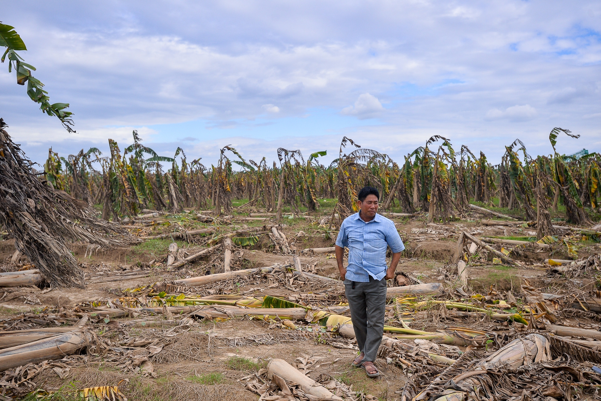 Hàng trăm hecta chuối chết sau lũ, nông dân Hà Nội ngậm ngùi tính bỏ nghề
