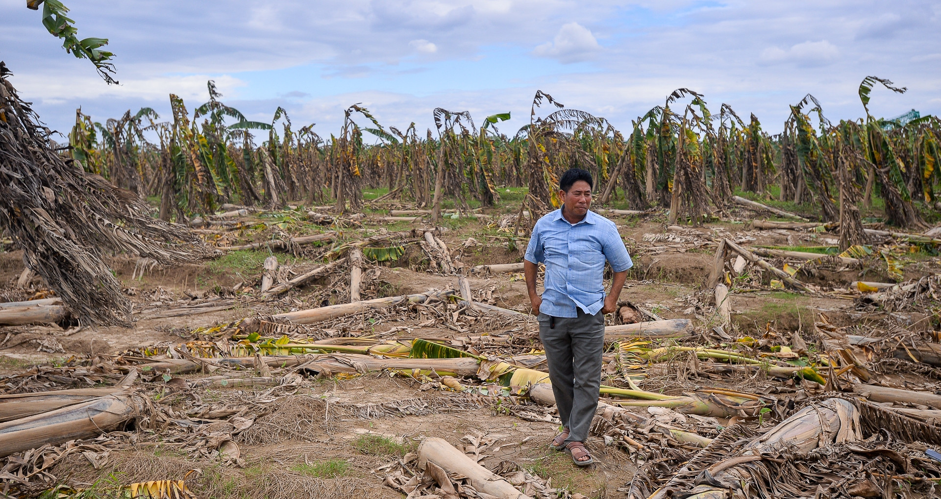 Hàng trăm hecta chuối chết sau lũ, nông dân Hà Nội ngậm ngùi tính bỏ nghề